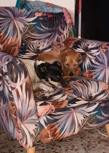 Deux adorables chiens dorment paisiblement côte à côte sur un fauteuil aux motifs floraux colorés. Des vêtements sont posés sur le dossier du fauteuil. L'atmosphère est chaleureuse et réconfortante.