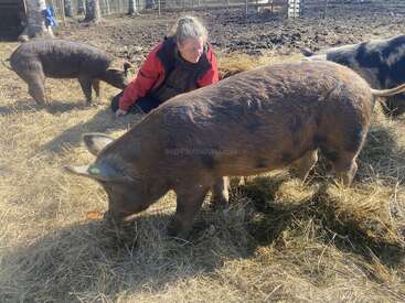 A person in a red jacket kneels on straw in a pen, surrounded by large brown pigs foraging, under the sunlight on a farm.