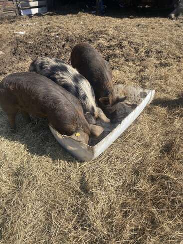 Three pigs, including one with a spotted coat, are eating from a rectangular trough in a sunlit, hay-covered outdoor farm area with some muddy patches.