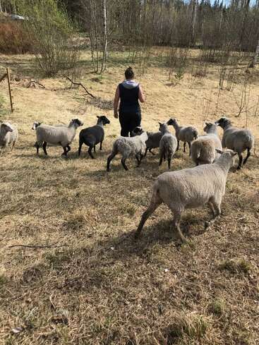 A woman walks ahead of a small flock of sheep on dry, grassy ground. Sparse trees and bushes surround them in a tranquil, rural landscape.