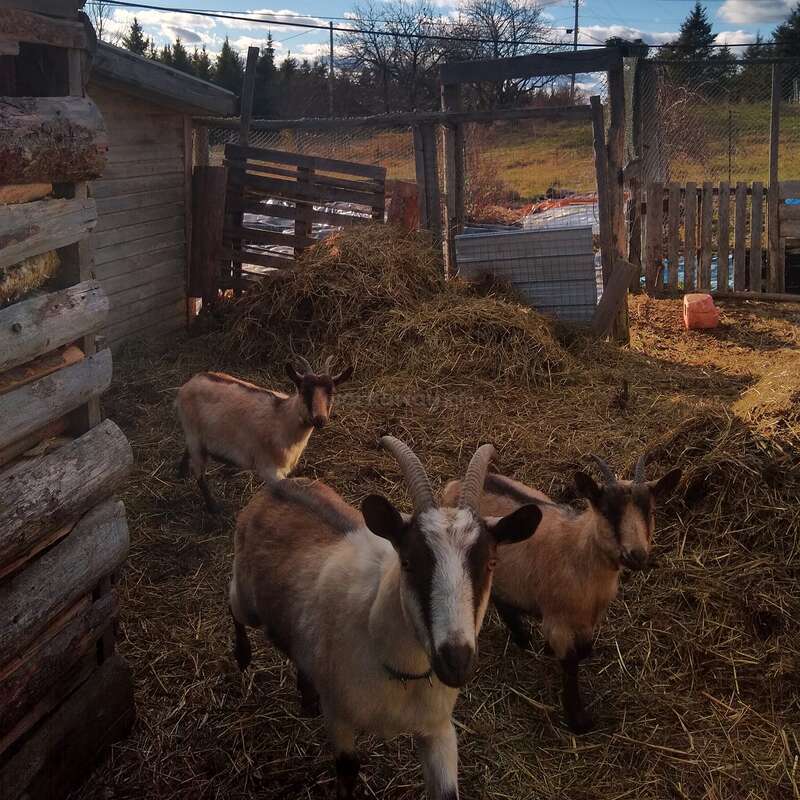 Tres cabras están de pie en un rústico corral cubierto de heno y rodeado por una valla de madera y alambre, con un paisaje rural, árboles y un cielo azul nublado detrás de ellas.
