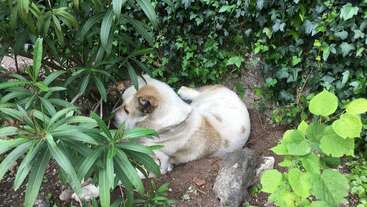 Um cachorro branco e marrom claro está enrolado, descansando no solo entre plantas e arbustos de folhas verdes, cercado por vegetação exuberante e algumas pedras. Cenário tranquilo.