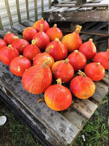 Un grupo de calabazas de color naranja brillante con tallos cortos están dispuestas sobre un rústico palé de madera al aire libre. El entorno parece natural y de granja, con hierba verde.