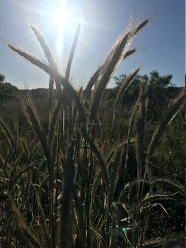 Los tallos de la hierba están bellamente resaltados por la brillante luz del sol. El fondo muestra un cielo azul despejado y árboles lejanos, evocando una tranquila escena campestre natural.
