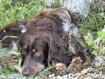 A brown, long-haired dog lies quietly among green grass and rocks, its expressive eyes gazing forward with a calm, gentle, and slightly melancholic expression.