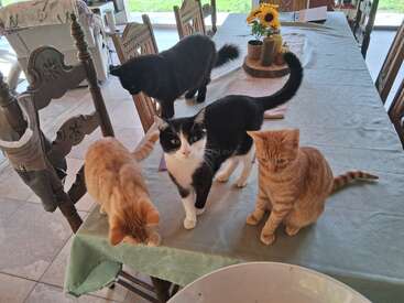 Quatro gatos curiosos - dois tabbies laranja, um preto, um preto e branco - estão em cima de uma mesa de jantar coberta com uma toalha de mesa clara, cercada por cadeiras.