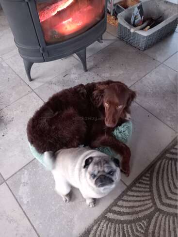 Um cachorro marrom está deitado em uma pequena cama ao lado de uma lareira aconchegante, enquanto um pug curioso está próximo ao chão de azulejos, ambos parecendo aconchegantes.