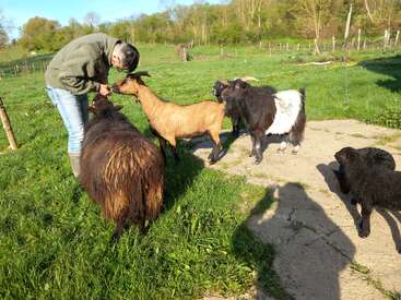 Uma pessoa com uma jaqueta verde se abaixa para interagir com várias cabras de cores diferentes em um dia ensolarado em um campo rural gramado.