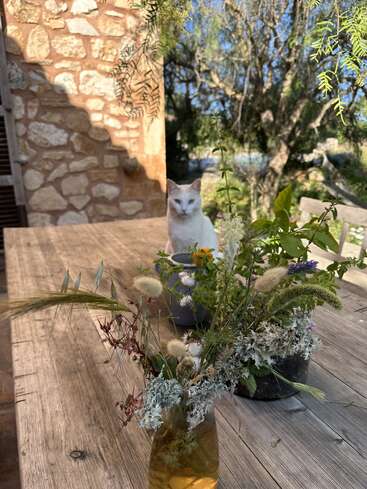 A imagem mostra um ambiente externo sereno, com um gato branco sentado em uma mesa de madeira, cercado por um vaso de flores e um muro de pedra ao fundo.