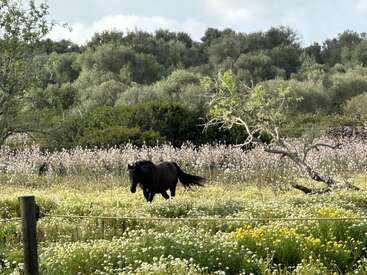 L'image représente un cheval noir courant dans un champ de fleurs sauvages, avec un grillage et des arbres en arrière-plan, par une journée ensoleillée.