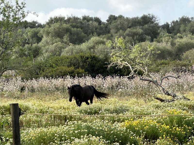 A imagem mostra um cavalo preto correndo em um campo de flores silvestres, com uma cerca de arame e árvores ao fundo em um dia ensolarado.