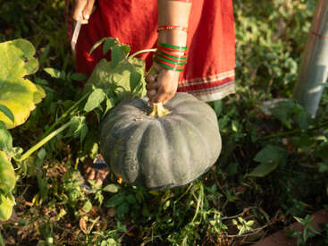 A woman wearing red bangles and a red dress harvests a large green pumpkin from a lush garden, surrounded by green leaves and sunlight.