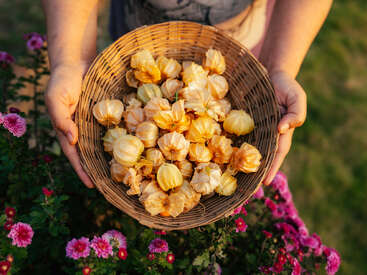 A person holds a wicker basket filled with freshly picked yellow physalis fruits, standing among vibrant pink flowers in a sunny outdoor garden setting.