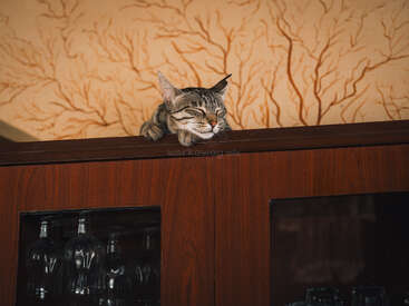 A tabby cat is peacefully sleeping on top of a wooden cabinet, surrounded by glassware below, against a wallpaper with a tree branch pattern. Cozy scene.