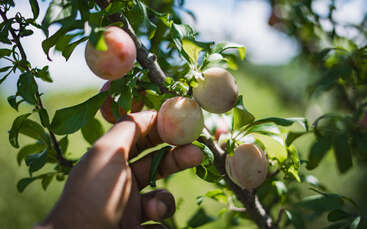 A hand reaches towards a cluster of ripe, pinkish plums growing on a tree branch, surrounded by lush green leaves under a bright, clear sky.