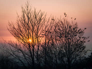 Bare trees stand silhouetted against a soft pink and orange sky, as the sun sets, casting a warm, golden glow through their branches.