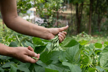 A person is harvesting fresh green beans from a lush garden. Their hands gently pick the vegetables amidst vibrant green leaves under natural outdoor light.