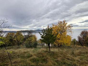 Cloudy skies hang over a hillside with autumn trees. Yellow and green leaves dot the landscape, as mist rolls over the distant mountains, creating a peaceful scene.