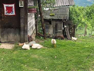 Four chickens wander and rest on green grass beside a rustic wooden shed, surrounded by lush trees and hills, evoking a peaceful countryside farm scene.