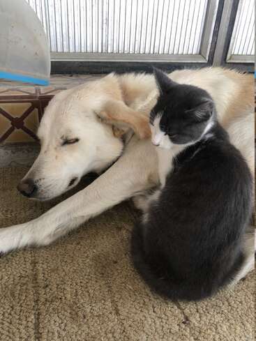 A white dog is sleeping peacefully on a carpet while a black-and-white cat cuddles close to the dog, creating a cozy, heartwarming, and affectionate scene.