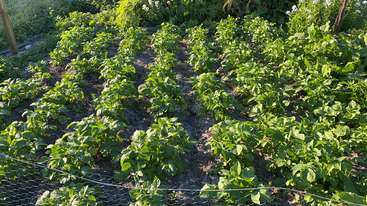 The image shows a garden with rows of green plants, likely potatoes, with a wooden fence in the background, surrounded by a grassy area. The overall atmosphere is one of growth and abundance.
