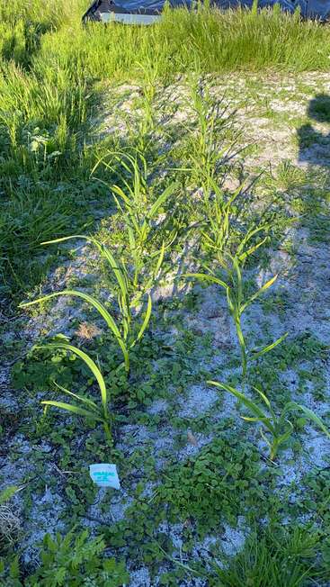 The image depicts a sandy area with grass and weeds, featuring a white object with green writing in the foreground, possibly a label or tag.