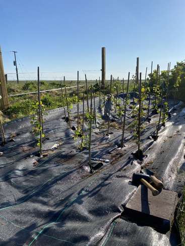 The image depicts a garden with young plants growing in rows, surrounded by a black landscape fabric and wooden stakes, set against a clear blue sky.