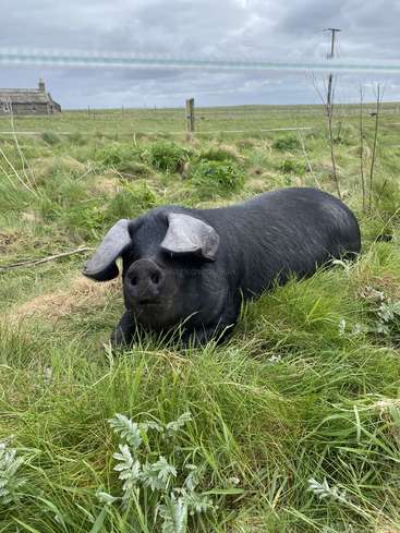 The image depicts a black pig lying in a grassy field, with a house and fence visible in the background under a cloudy sky.