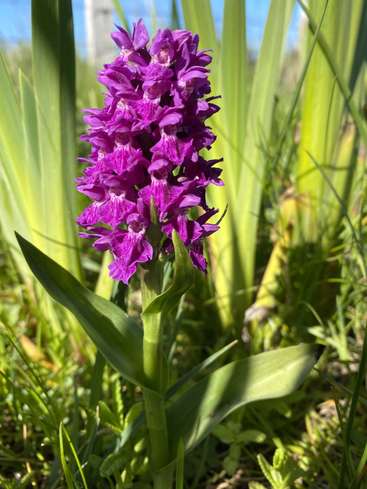 The image features a vibrant purple flower with long green leaves, set against a backdrop of lush grass and a clear blue sky on a sunny day.