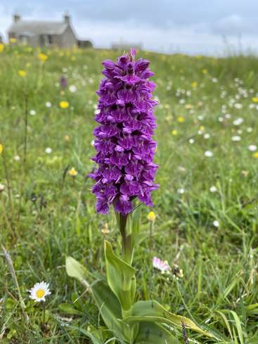 The image depicts a vibrant purple flower standing tall in a lush field of grass and wildflowers, with a house visible in the background.