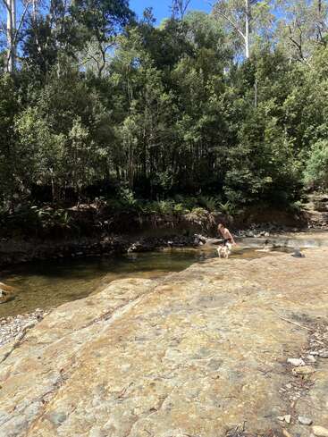 A rocky creek bed surrounded by dense green forest. A person and a dog are near the water's edge, enjoying a sunny and peaceful nature scene.