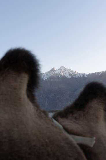 Duas corcovas de camelo peludas dominam o primeiro plano, enquanto uma majestosa montanha coberta de neve se ergue à distância sob um vasto e claro céu azul-claro.