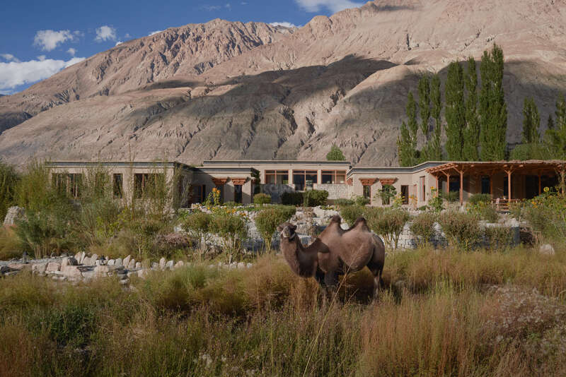 Um edifício moderno fica em meio à vegetação no sopé de montanhas escarpadas. Dois camelos pastam em primeiro plano, emoldurados por grama alta e pedras espalhadas.