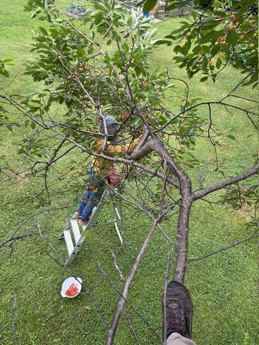 A person stands on a ladder picking cherries from a tree, while another balances on a branch. Below, a white colander contains collected cherries on grass.