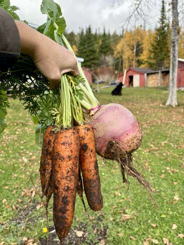 A hand holds freshly harvested carrots and a large turnip, still covered in soil, with a grassy yard, trees, and red sheds in the background.