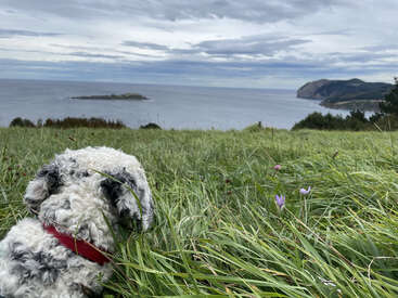 L'image représente une scène sereine d'un chien blanc et gris assis dans un champ d'herbe luxuriante surplombant une vaste étendue d'eau sous un ciel nuageux.
