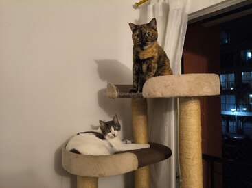 Por la noche, dos gatos están en un rascador de color beige junto a una ventana. Uno está tumbado y el otro sentado encima; ambos observan tranquilamente lo que les rodea.