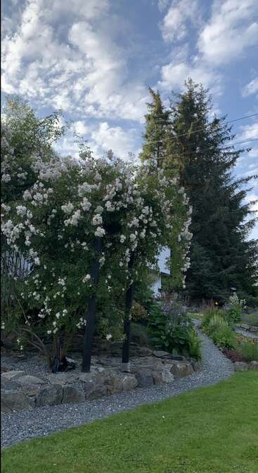 Un jardin comprend un treillis recouvert de fleurs, un chemin bordé de pierres, une végétation luxuriante et de grands arbres. Le ciel au-dessus est partiellement nuageux, créant une scène sereine.
