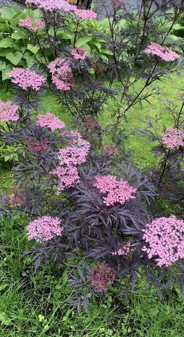 Cette image montre un jardin luxuriant avec des plantes aux feuilles violet foncé surmontées de grappes de fleurs délicates rose pâle, entourées d'une herbe et d'un feuillage d'un vert éclatant.