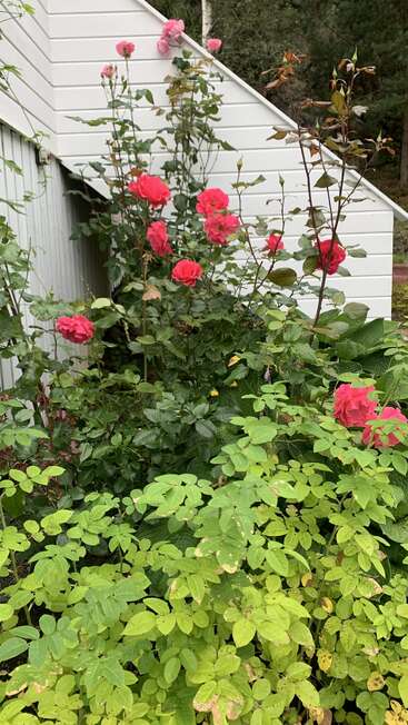 Leuchtend rosa Rosen blühen auf hohen grünen Büschen neben einem Haus mit weißen Holzverkleidungen, umgeben von üppigem Laub, mit dunklen Bäumen im Hintergrund.
