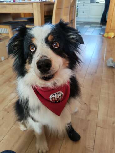 Um lindo cão da raça pastor australiano está sentado dentro de casa, usando uma bandana vermelha com um remendo e uma bota preta na pata. O ambiente é claro e aconchegante.