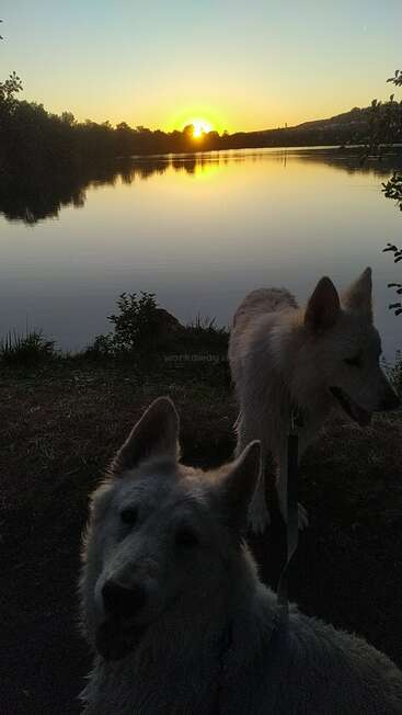 Dois cachorros brancos estão perto de um lago calmo ao pôr do sol, com suas silhuetas destacadas pela luz dourada. Árvores e colinas emolduram a cena tranquila e serena.