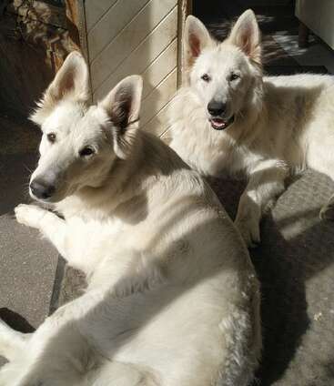 Dois cachorros brancos grandes com pelos fofos estão relaxando juntos dentro de casa, deitados em um lugar ensolarado. Os dois parecem felizes, com um deles até sorrindo um pouco para a câmera.