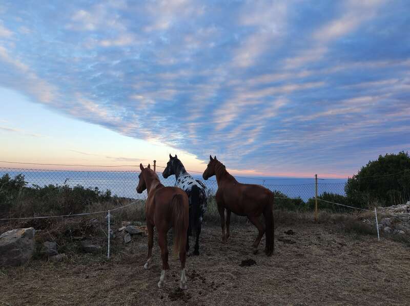 Tres caballos se encuentran sobre la hierba seca bajo un cielo espectacular al atardecer, con nubes extendiéndose sobre ellos, contemplando un mar en calma, rodeados por un paisaje tranquilo.