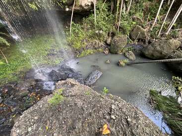 A small, secluded waterfall pours into a rocky, green pool surrounded by lush vegetation, mossy boulders, and tree trunks, creating a tranquil natural scene.