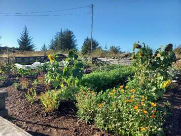 A vibrant garden filled with sunflowers and orange flowers thrives under a clear blue sky. Trees and wooden raised beds surround the lush, green plants.