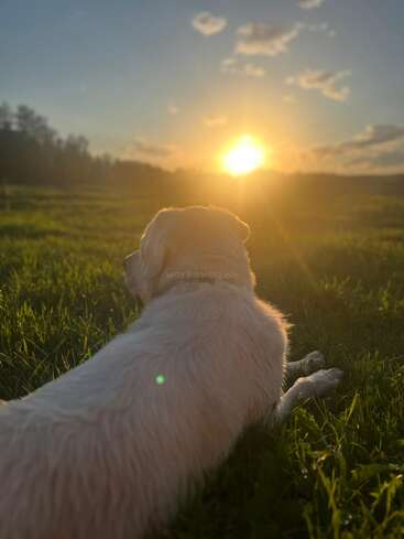 Um cachorro branco deita-se calmamente na grama verde, olhando para um pôr do sol dourado. O céu está parcialmente nublado, criando um momento pacífico, sereno e repleto de natureza.