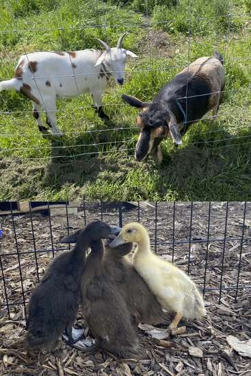 Esta imagem mostra duas cabras atrás de uma cerca de arame, em pé sobre a grama, e quatro patinhos - três escuros e um amarelo - amontoados sobre lascas de madeira.