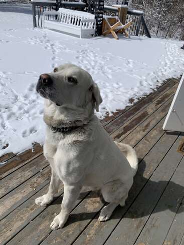 Un perro grande y blanco está sentado en una terraza de madera, mirando hacia arriba. La nieve cubre el suelo detrás de él, donde se ven huellas de patas, y al fondo hay un banco cubierto de nieve.