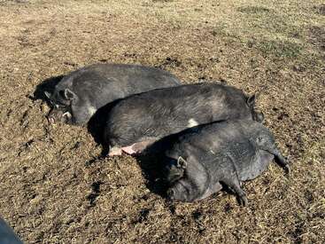 Tres cerdos negros están tumbados uno al lado del otro sobre la hierba seca y marrón, tomando el sol y descansando tranquilamente al aire libre en un día claro y soleado.